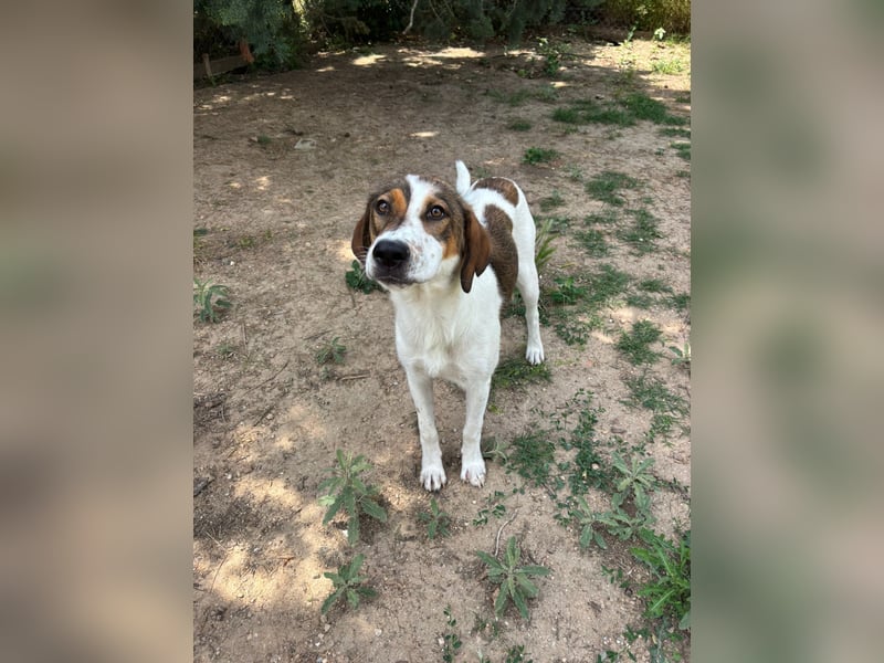 Traumhund Kubic wartet schon viel zu lang
