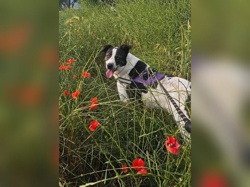 Traumhund Johnny