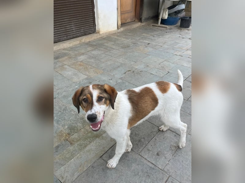Traumhund Kubic wartet schon viel zu lang