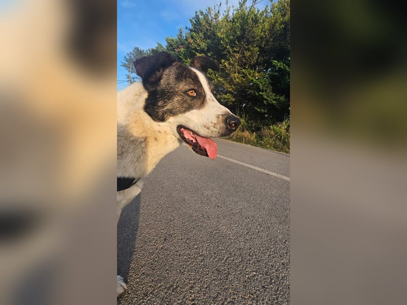 Traumhund Johnny
