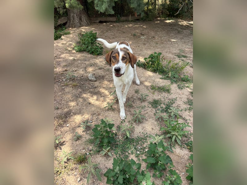 Traumhund Kubic wartet schon viel zu lang
