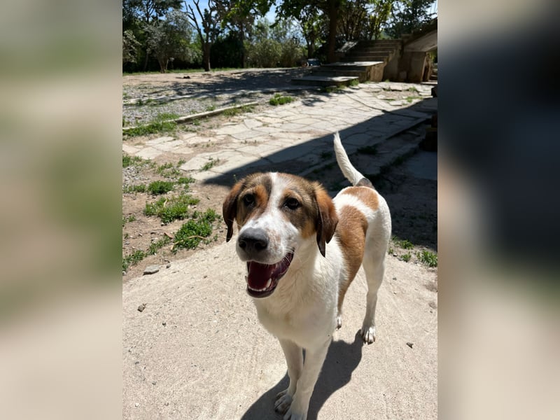 Traumhund Kubic wartet schon viel zu lang