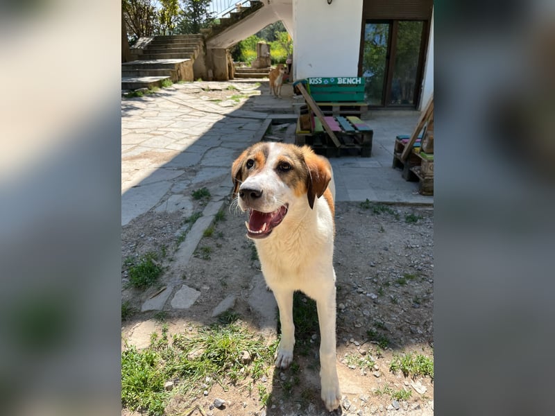 Traumhund Kubic wartet schon viel zu lang