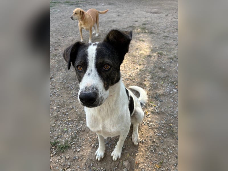 Traumhund Johnny