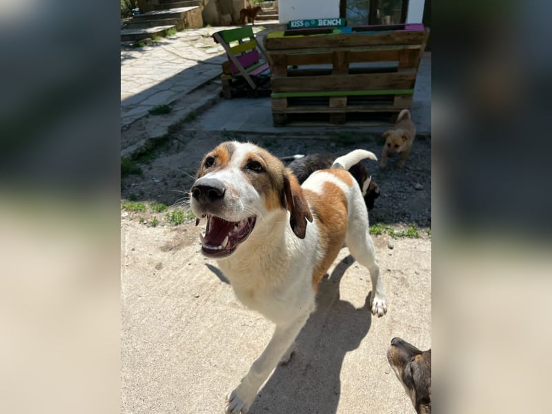 Traumhund Kubic wartet schon viel zu lang