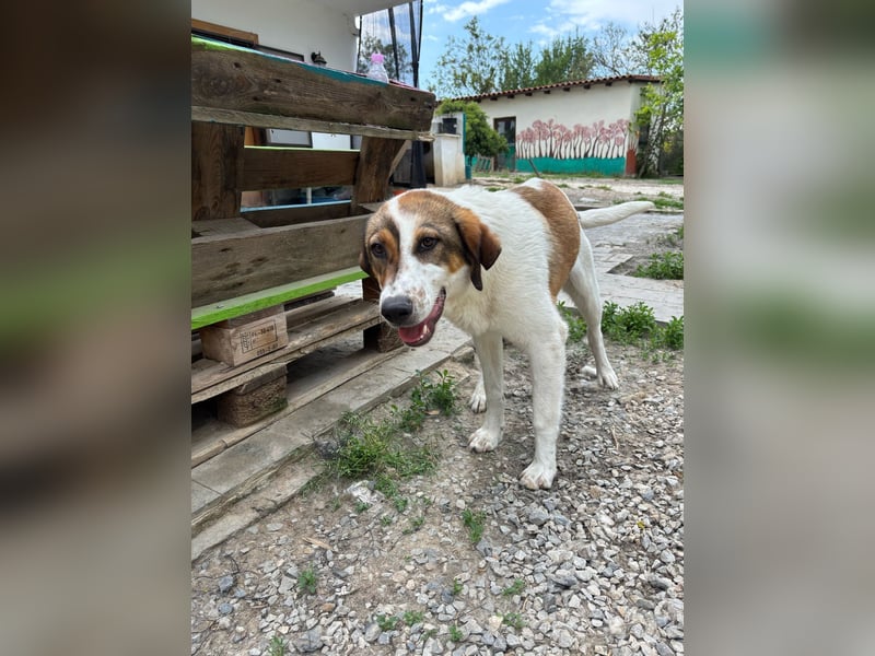 Traumhund Kubic wartet schon viel zu lang