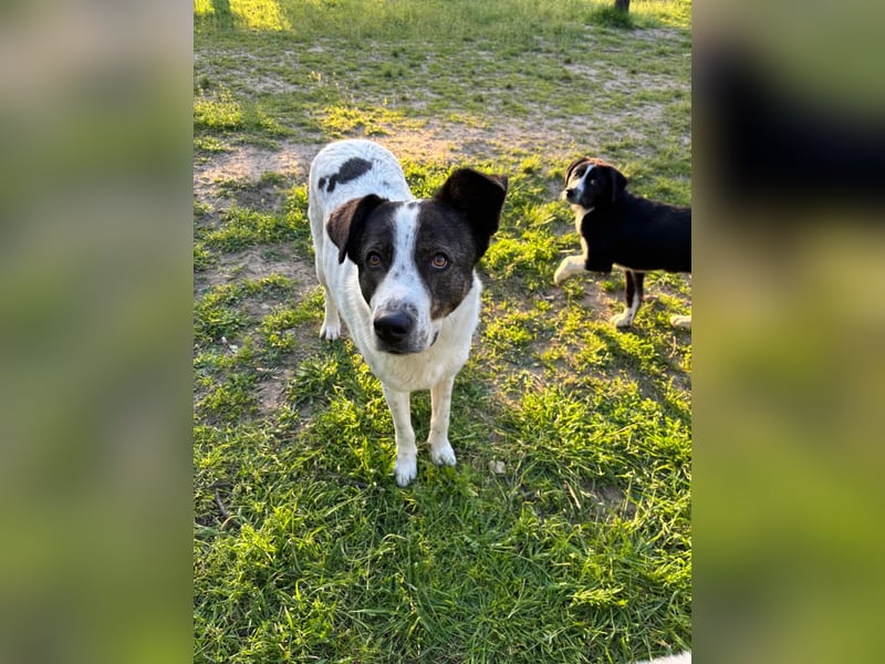 Traumhund Johnny