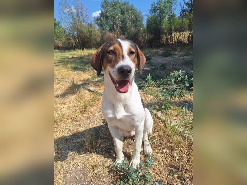 Traumhund Kubic wartet schon viel zu lang