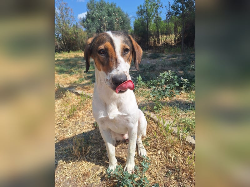 Traumhund Kubic wartet schon viel zu lang