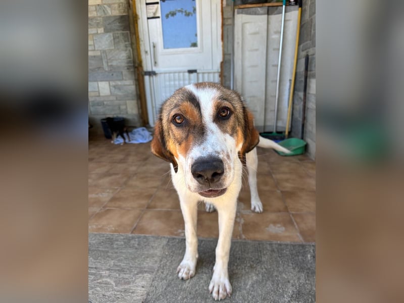 Traumhund Kubic wartet schon viel zu lang