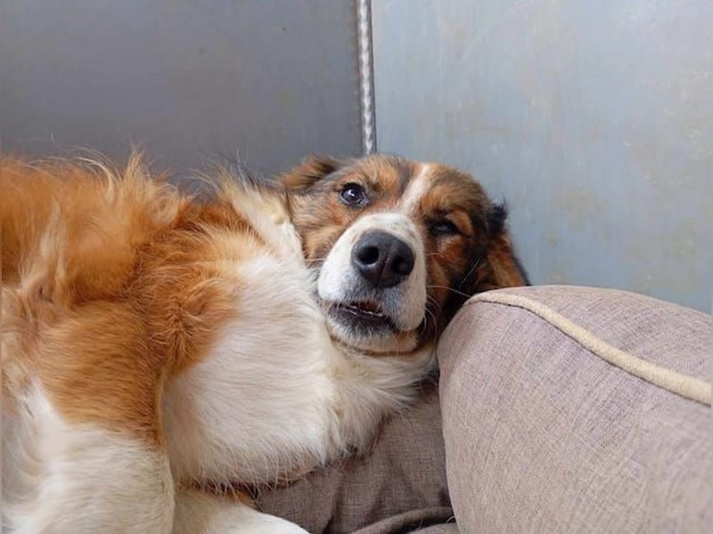 Kylo, schüchterner Hundemann, ca. 5 Jahre, ca. 48 cm, ca. 25 kg