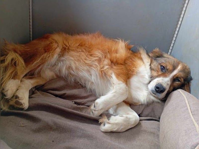Kylo, schüchterner Hundemann, ca. 5 Jahre, ca. 48 cm, ca. 25 kg