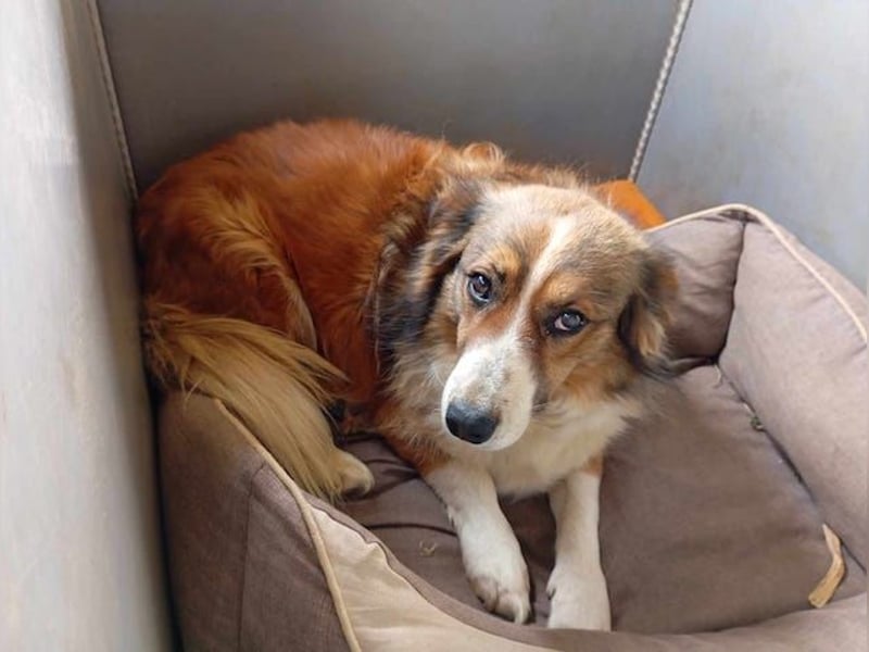 Kylo, schüchterner Hundemann, ca. 5 Jahre, ca. 48 cm, ca. 25 kg