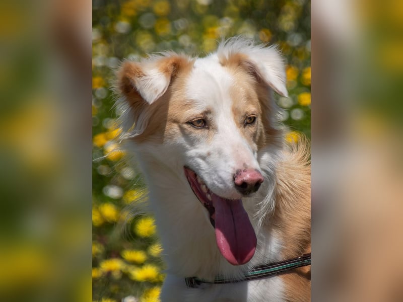 Paky – ein Traumhund aus Portugal