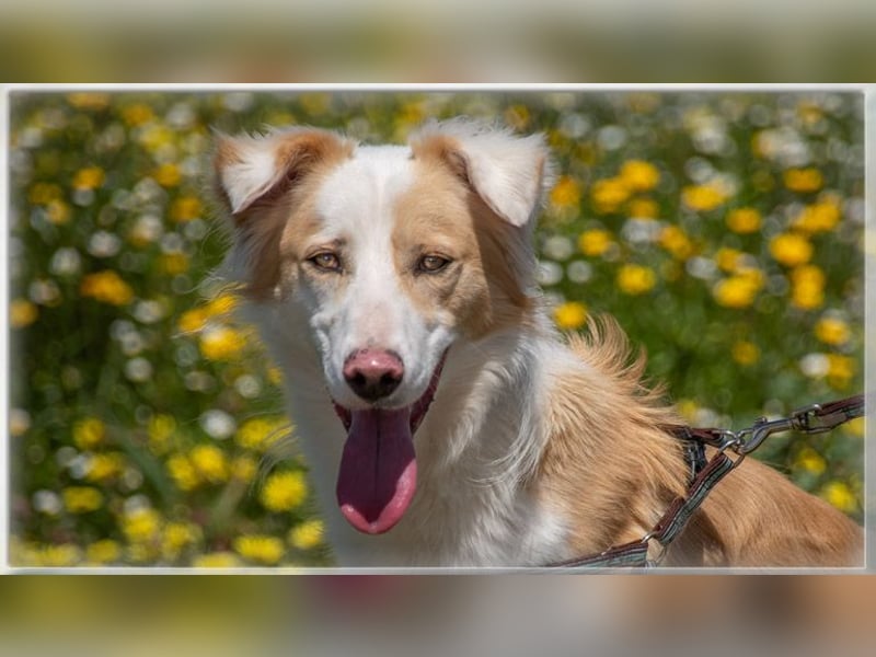 Paky – ein Traumhund aus Portugal