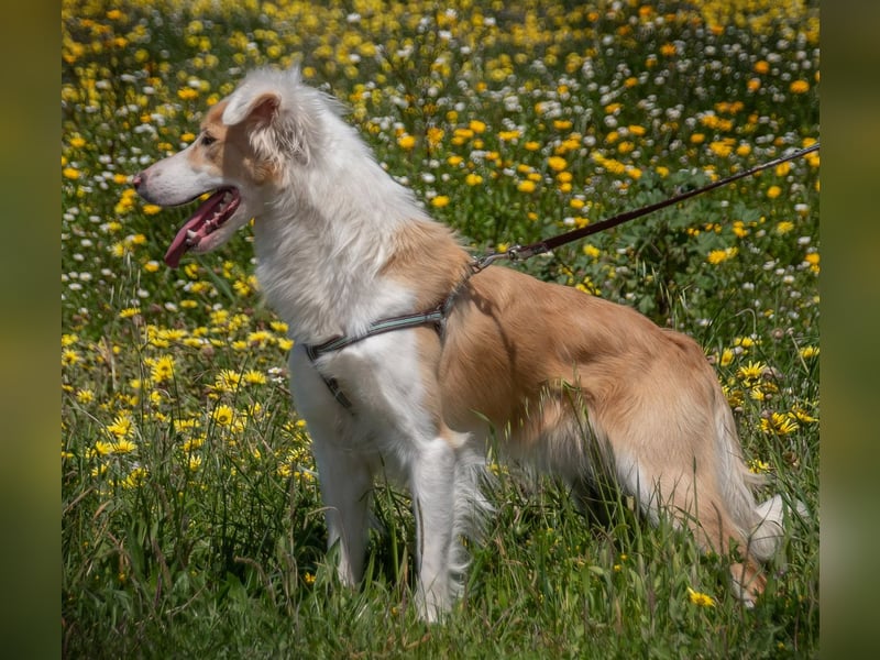 Paky – ein Traumhund aus Portugal