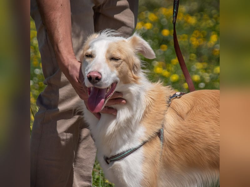 Paky – ein Traumhund aus Portugal