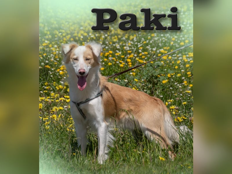 Paky – ein Traumhund aus Portugal