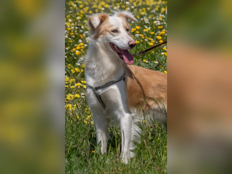 Paky – ein Traumhund aus Portugal