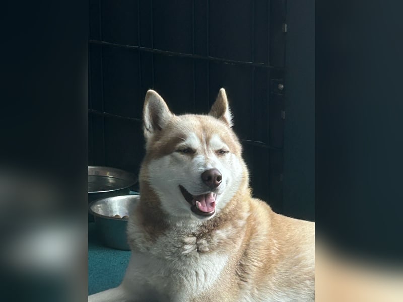 Akita-Husky Mix
