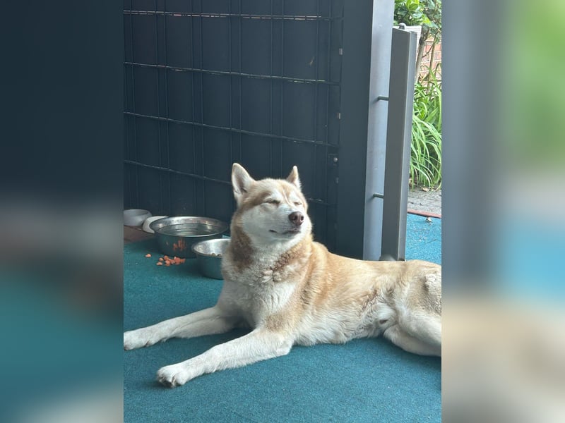 Akita-Husky Mix