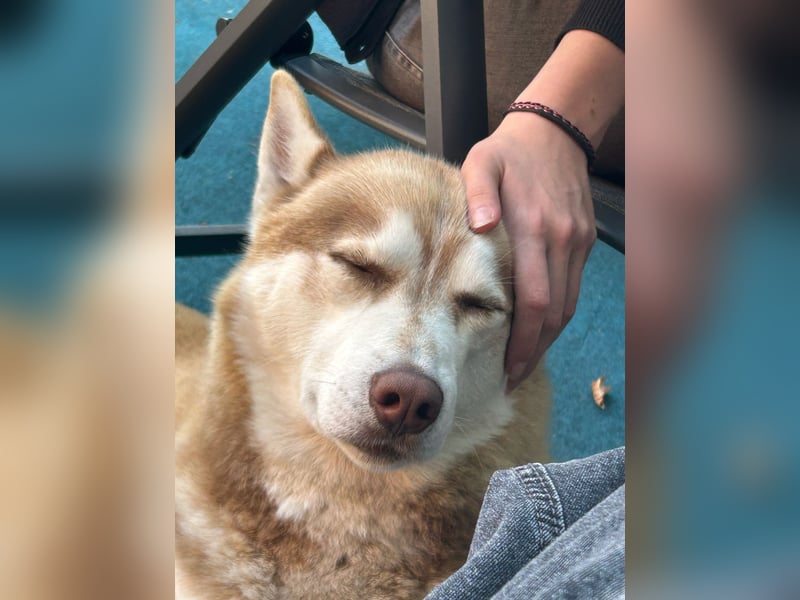 Akita-Husky Mix