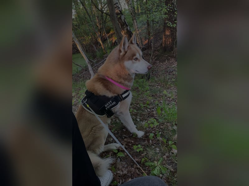 Akita-Husky Mix