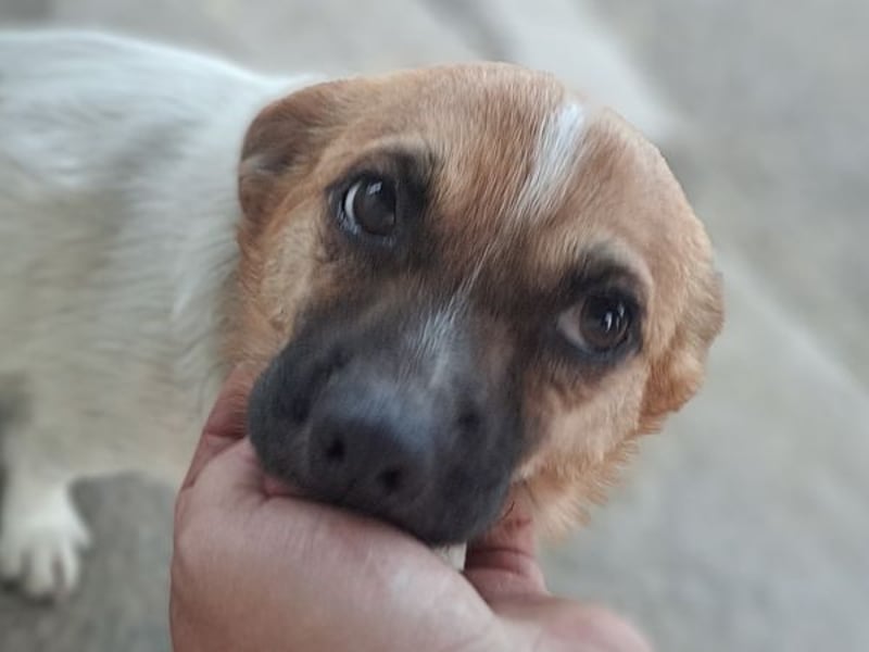 Kleiner Felix ( * 02.2023 ) sucht seine Familie