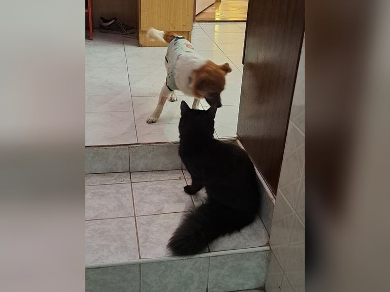 Kleiner Felix ( * 02.2023 ) sucht seine Familie