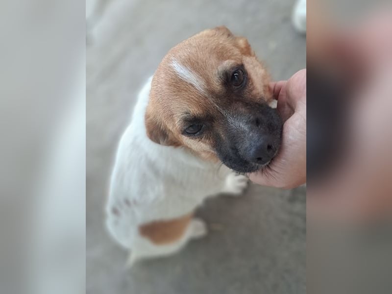Kleiner Felix ( * 02.2023 ) sucht seine Familie