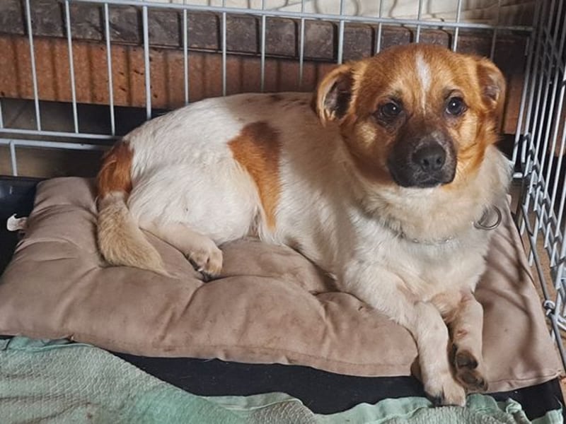Kleiner Felix ( * 02.2023 ) sucht seine Familie