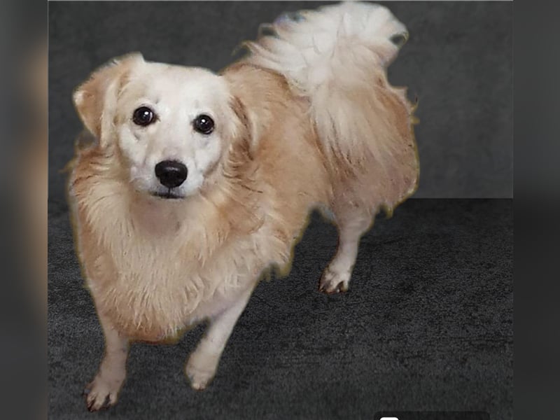 JAMIE-Traumhund wartet noch im Shelter