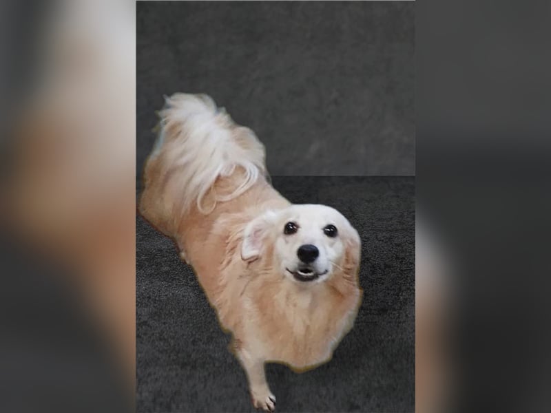 JAMIE-Traumhund wartet noch im Shelter