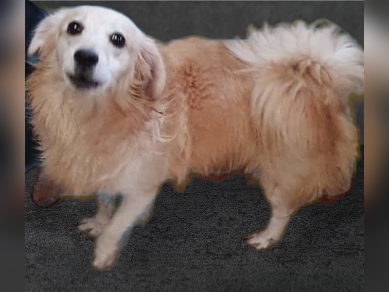 JAMIE-Traumhund wartet noch im Shelter