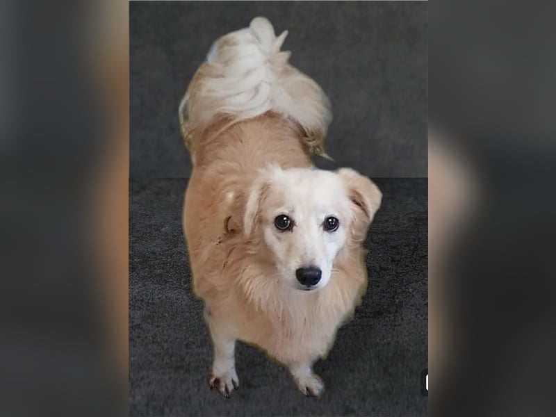 JAMIE-Traumhund wartet noch im Shelter