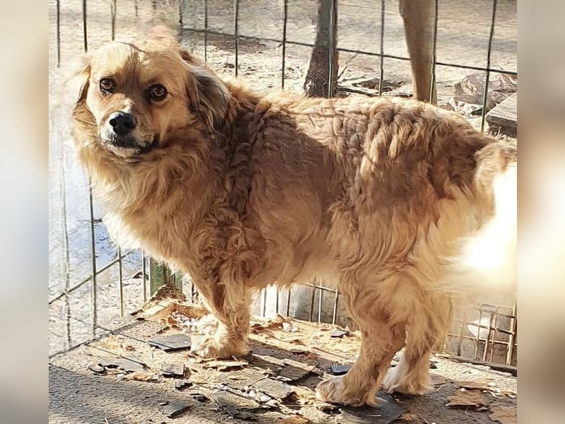 LUCKY kleiner Kerl sucht Kuschelkörbchen