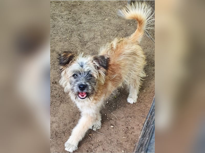 LEO sucht sein Für-Immer-Zuhause 