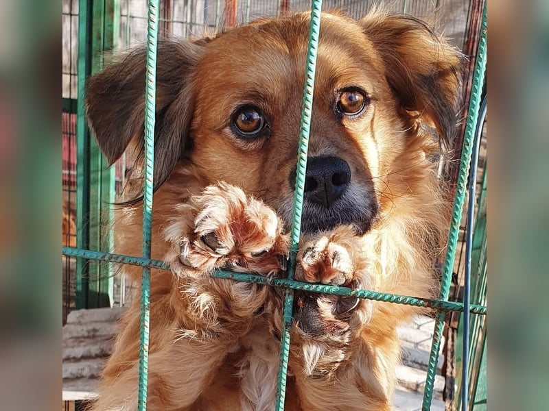 LUCKY kleiner Kerl sucht Kuschelkörbchen