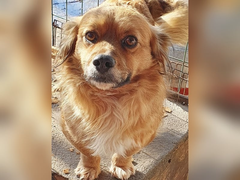 LUCKY kleiner Kerl sucht Kuschelkörbchen