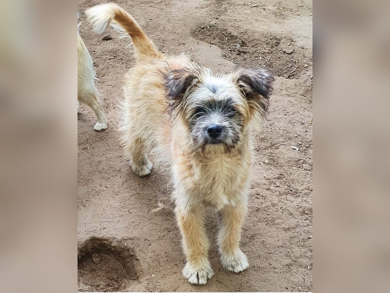 LEO sucht sein Für-Immer-Zuhause 