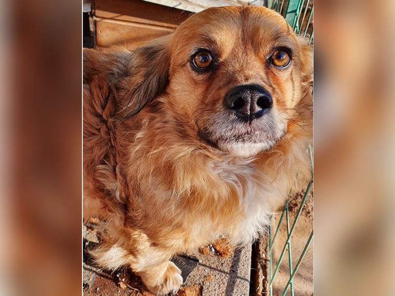 LUCKY kleiner Kerl sucht Kuschelkörbchen