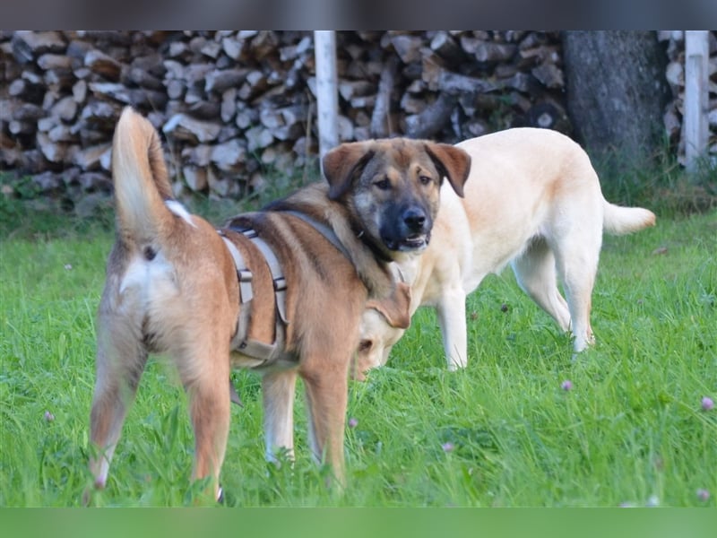 Maron sucht hundeerfahrene Menschen