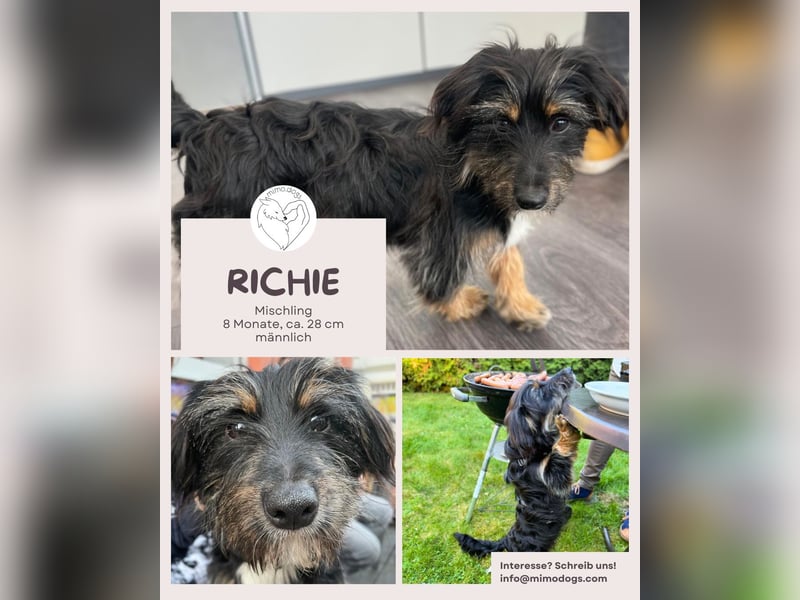 Richie: Kleiner Hund, große Augen, noch größeres Herz (50321 Brühl)