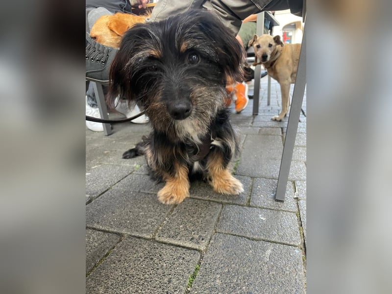 Richie: Kleiner Hund, große Augen, noch größeres Herz (50321 Brühl)