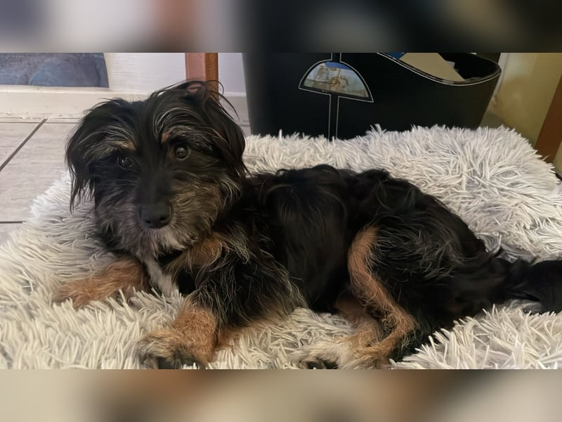 Richie: Kleiner Hund, große Augen, noch größeres Herz (50321 Brühl)