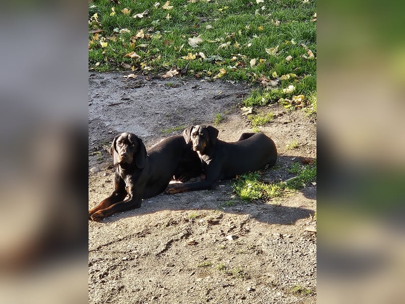 SSB Welpen,  Bracken Welpen