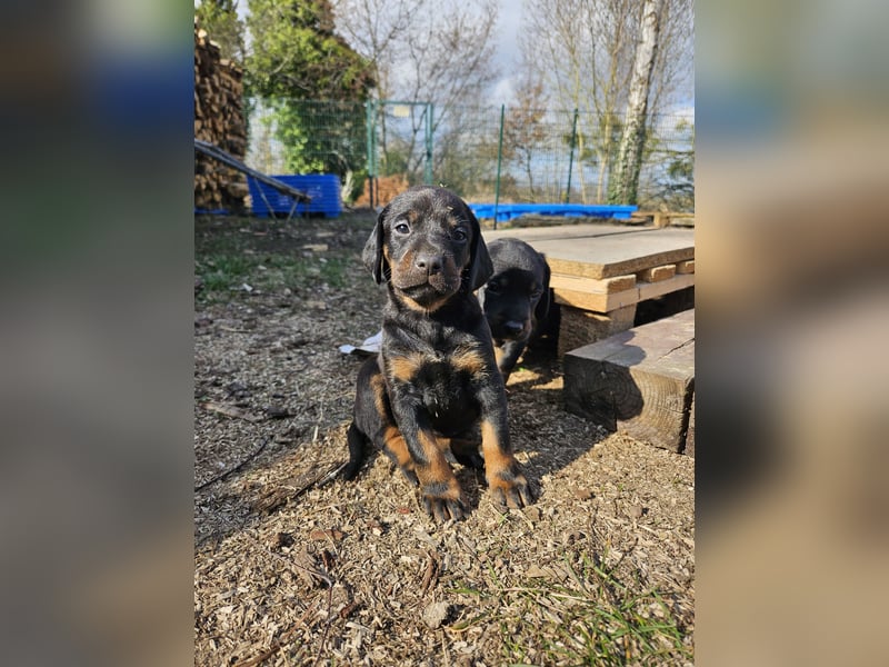 SSB Welpen,  Bracken Welpen