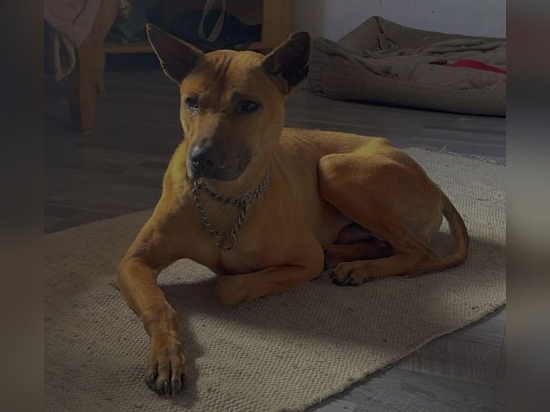 Phu Quoc Ridgeback Deckrüde