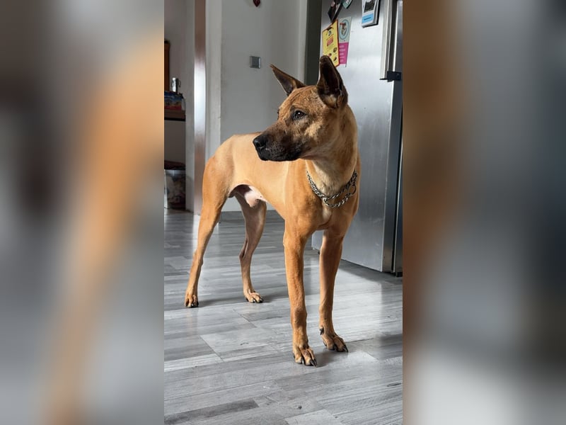 Phu Quoc Ridgeback Deckrüde