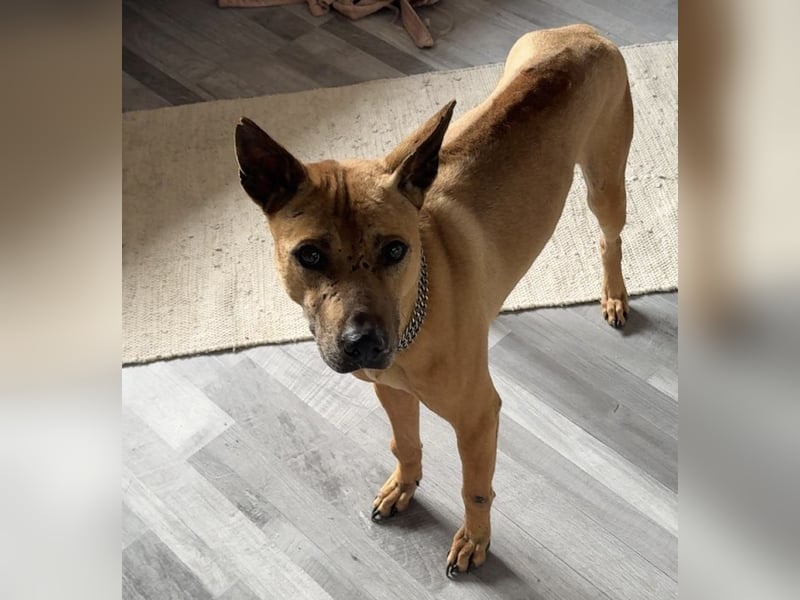 Phu Quoc Ridgeback Deckrüde